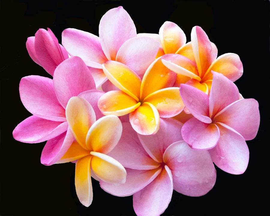 Flowers — Rebecca Lowell Art